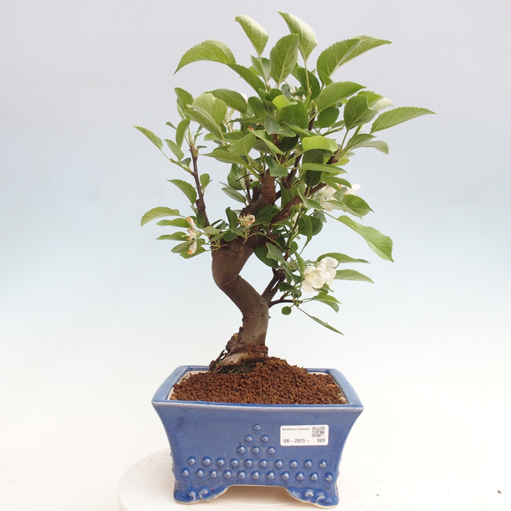 Bonsai im Freien - Malus halliana - Kleinfruchtiger Apfelbaum