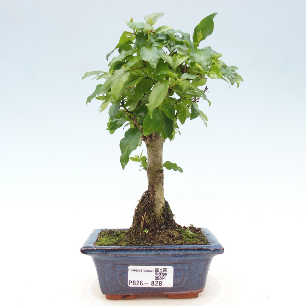 Zimmer Bonsai -Ligustrum chinensis - Vogelschnabel
