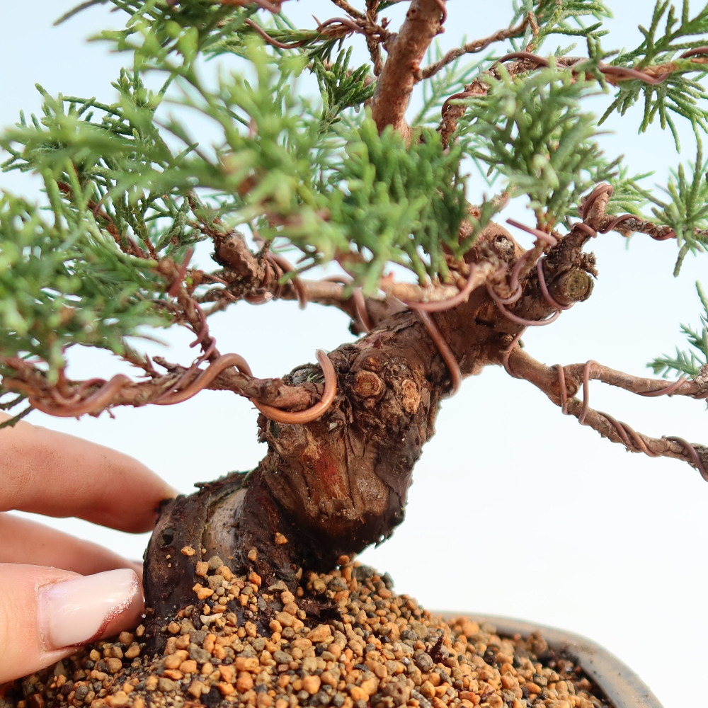 Outdoor bonsai - Juniperus chinensis Itoigawa - Chinese juniper