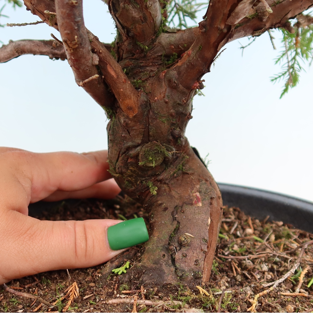 Bonsai für draußen - Juniperus chinensis Itoigawa-Juniperus chinensis
