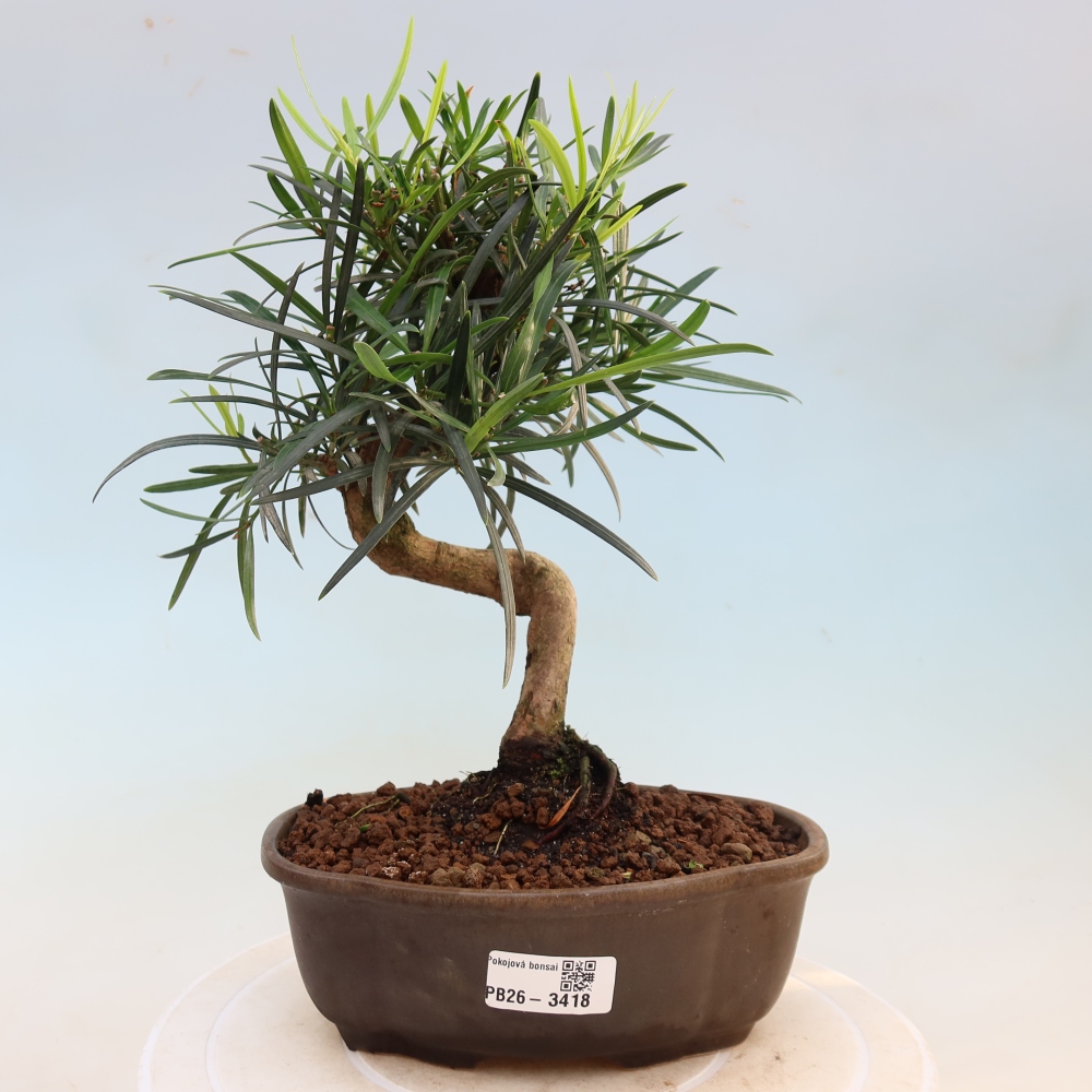 Zimmerbonsai - Podocarpus - Stein-Eibe