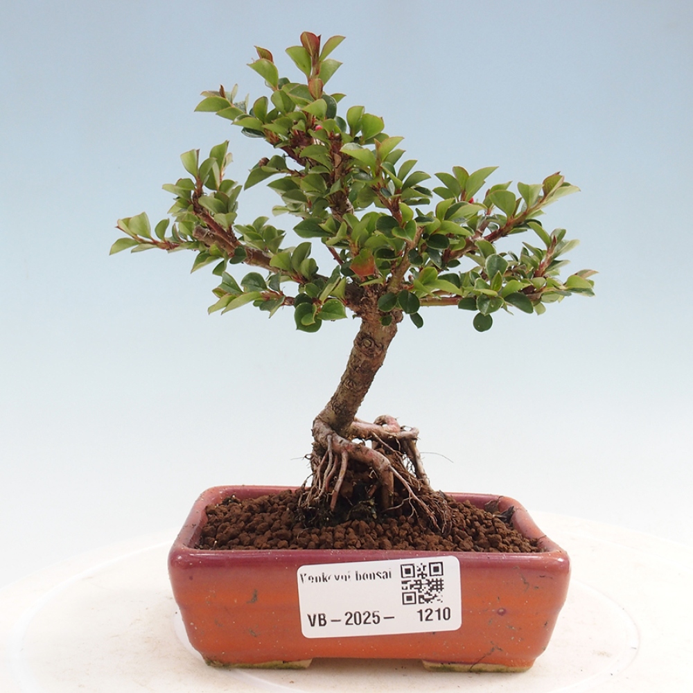 Bonsai im Freien - Cotoneaster horizontalis - Felsenbaum