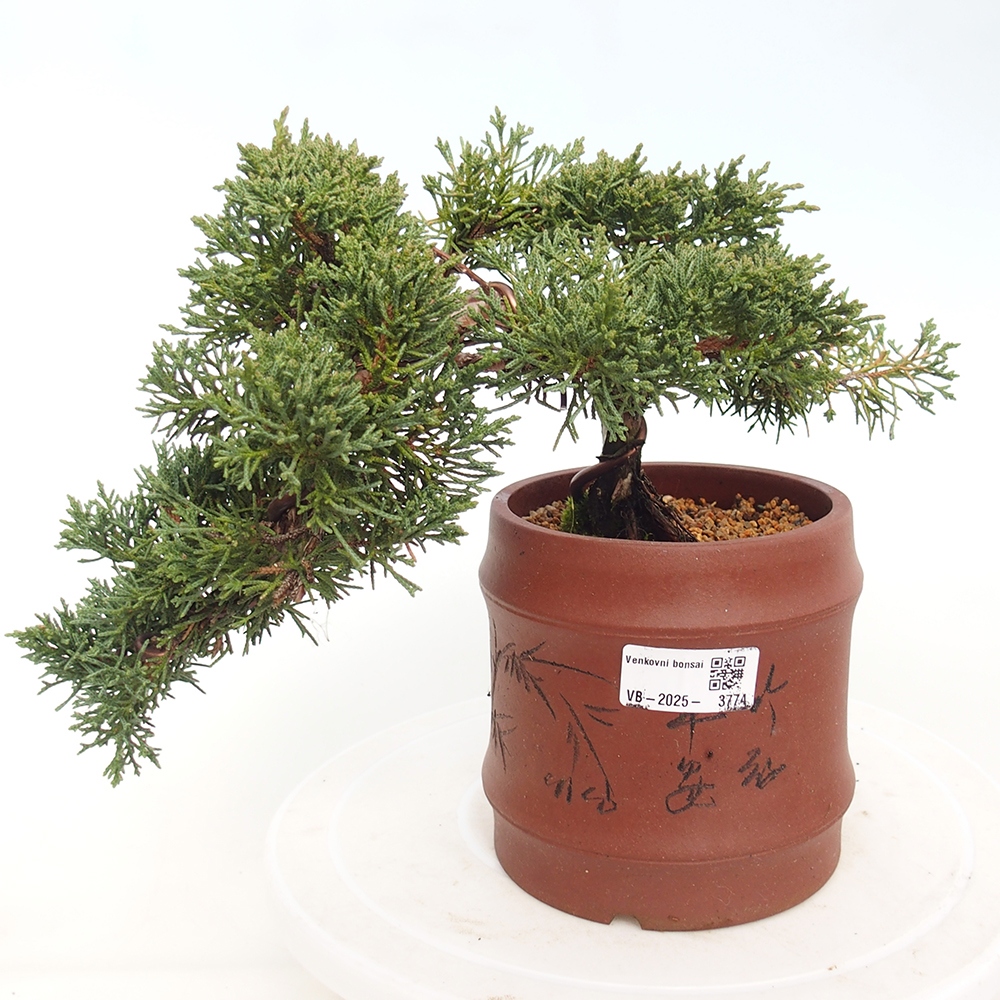 Bonsai für draußen - Juniperus chinensis Kishu