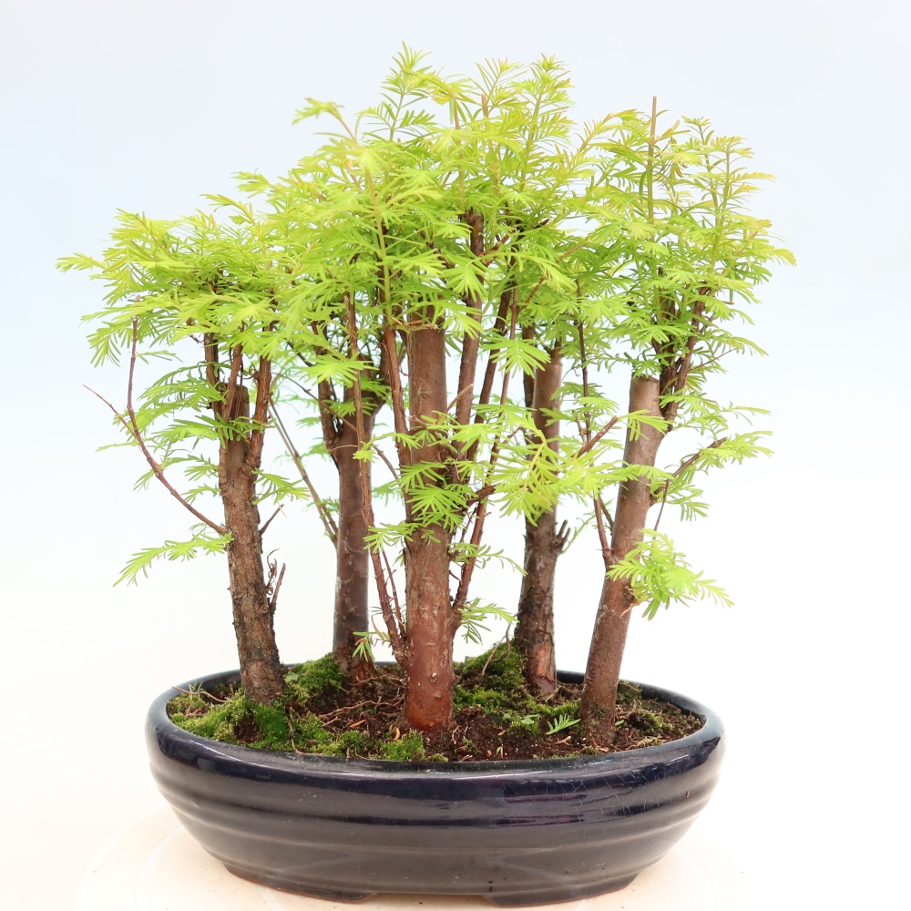 Bonsai für den Außenbereich – Metasequoia glyptostroboides – Chinesische Metasequoia – Wäldchen