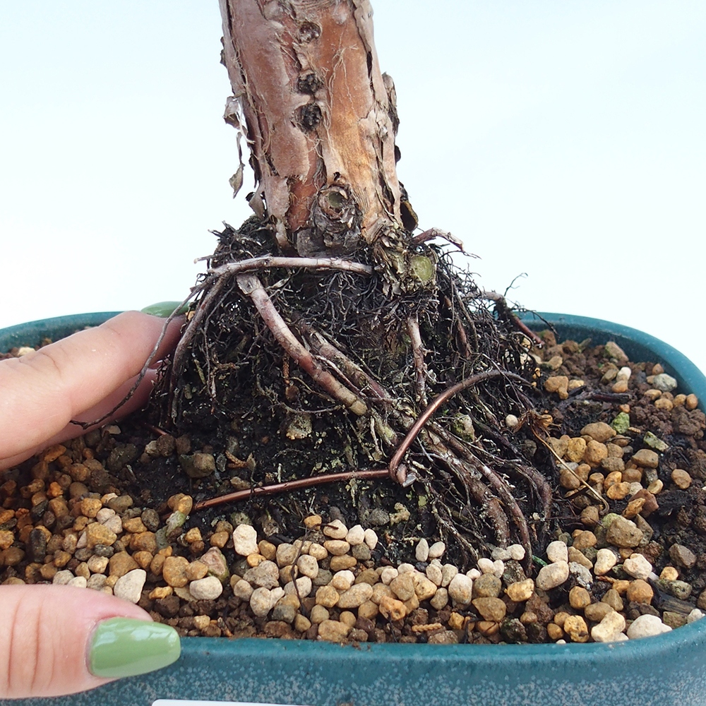 Outdoor-Bonsai - Juniperus chinensis Kishu - Chinesischer Wacholder