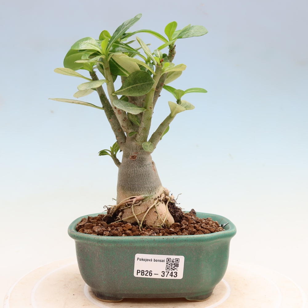 Zimmerbonsai – Adenium obesum „Red Star“ – Wüstenrose