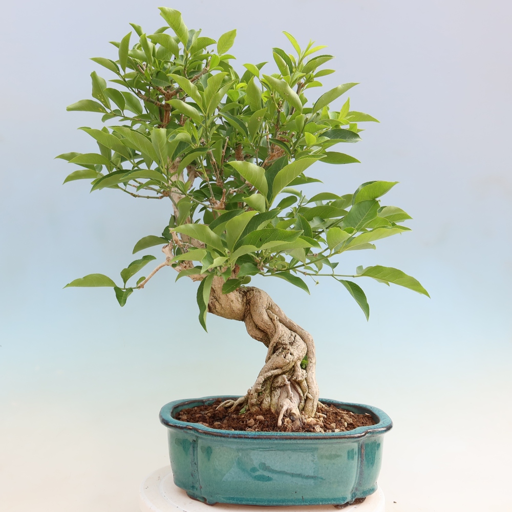 Bonsai für draußen - Europäische Ulme - euonimus