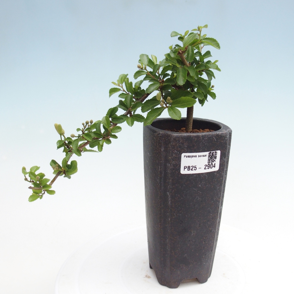 Zimmerbonsai - Grewia occidentalis - Lavendelstern