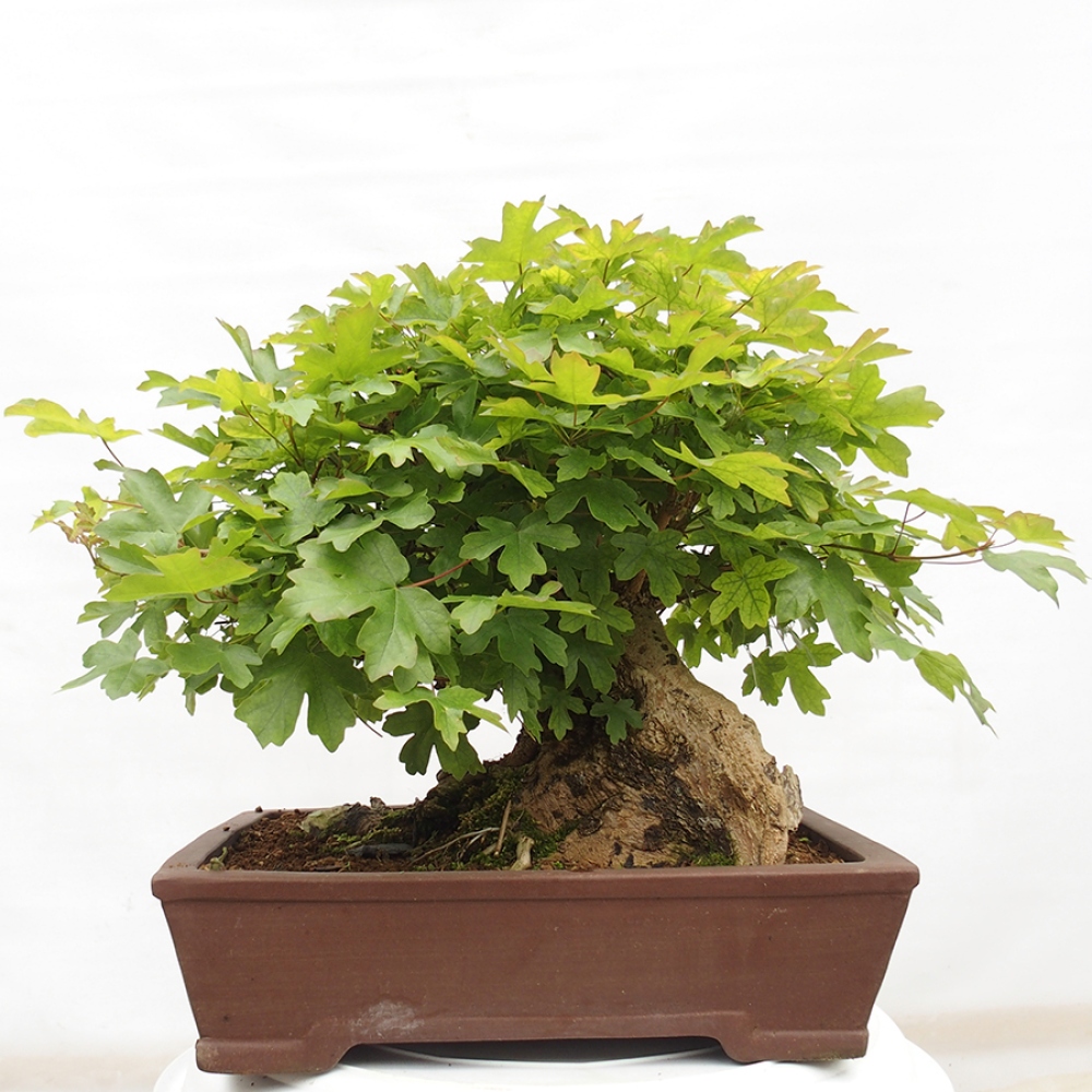 Bonsai im Freien - Baby-Ahorn - Acer campestre