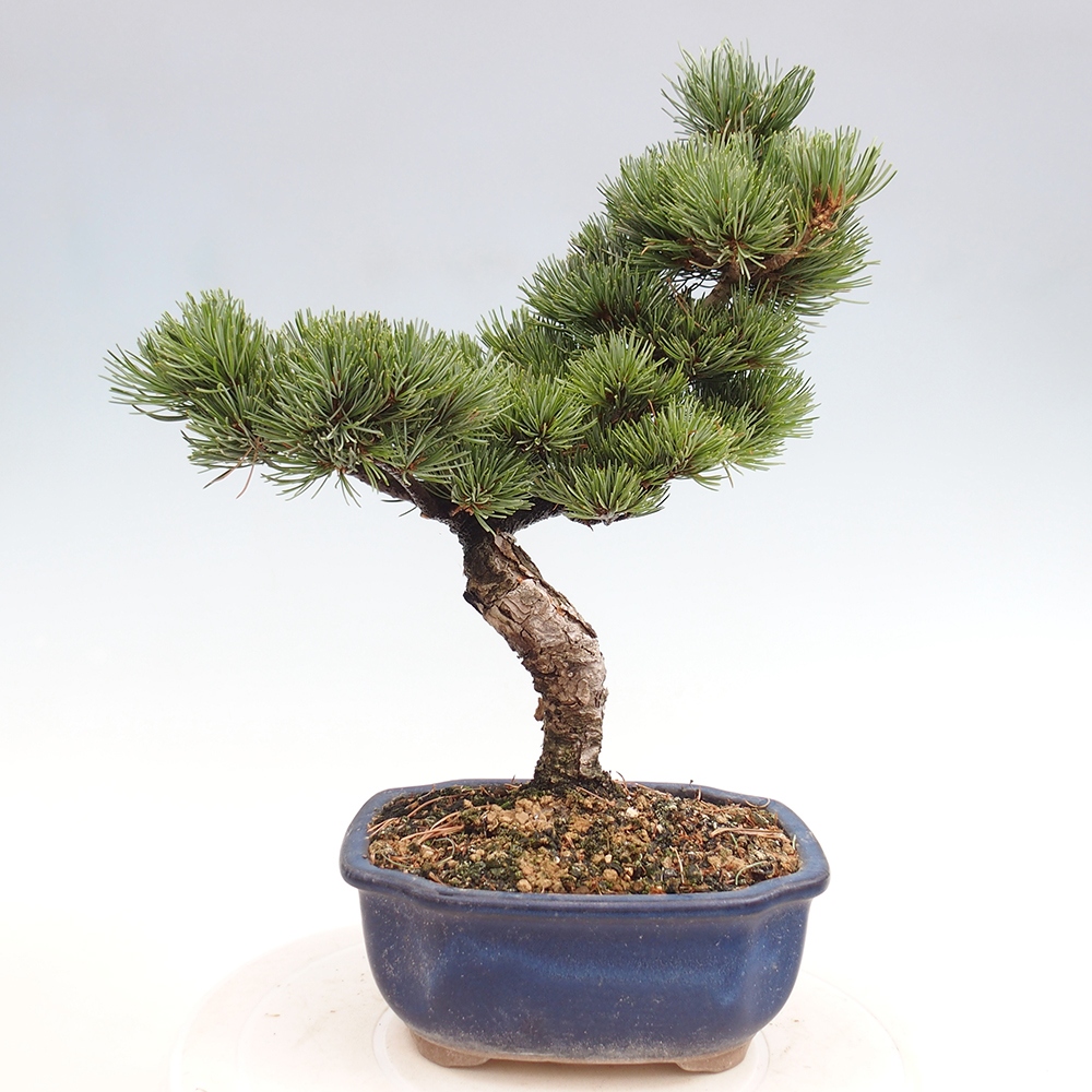 Bonsai im Freien - Pinus parviflora - kleine Kiefer