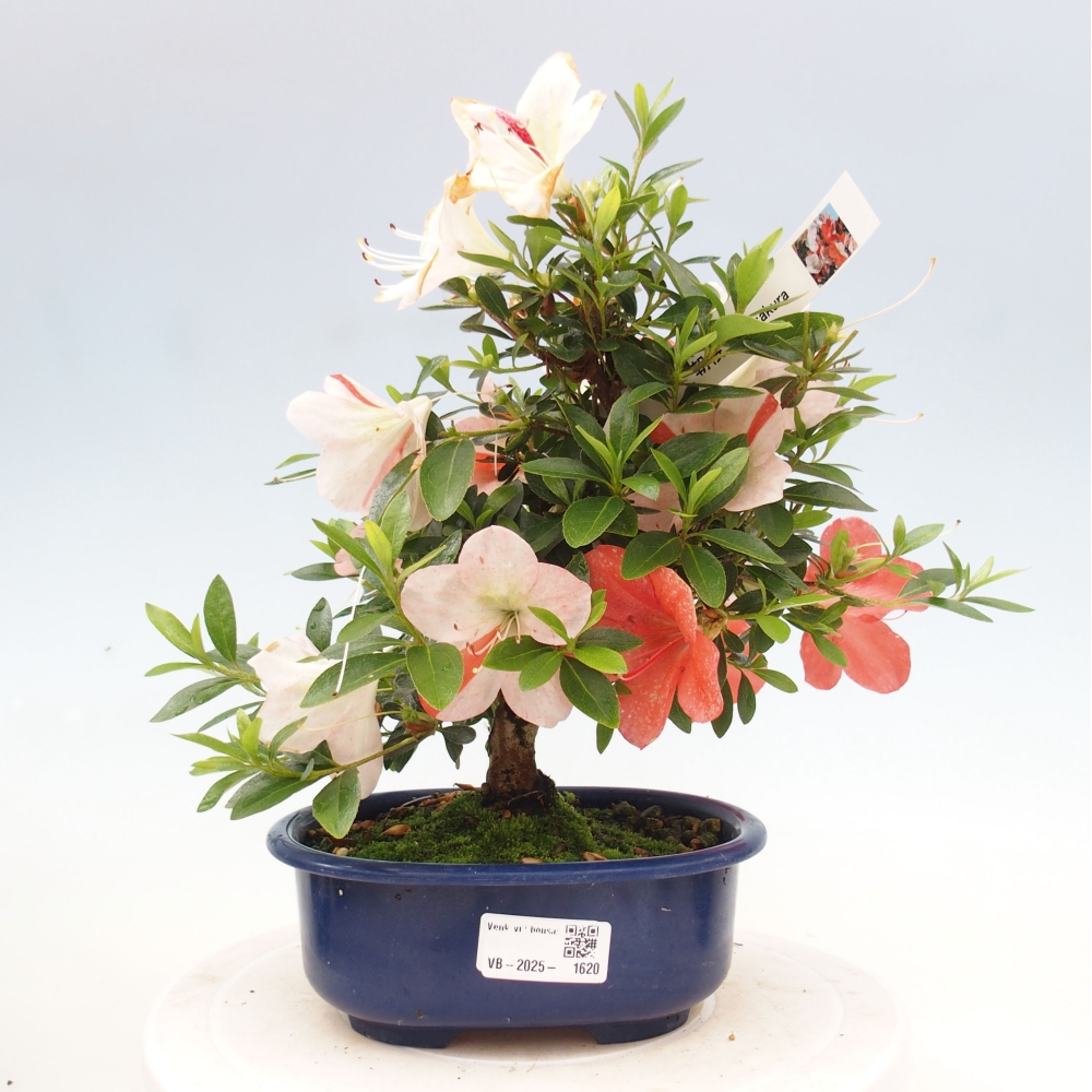 Bonsai im Freien - Japanische Azalee - Azalea Asazakura