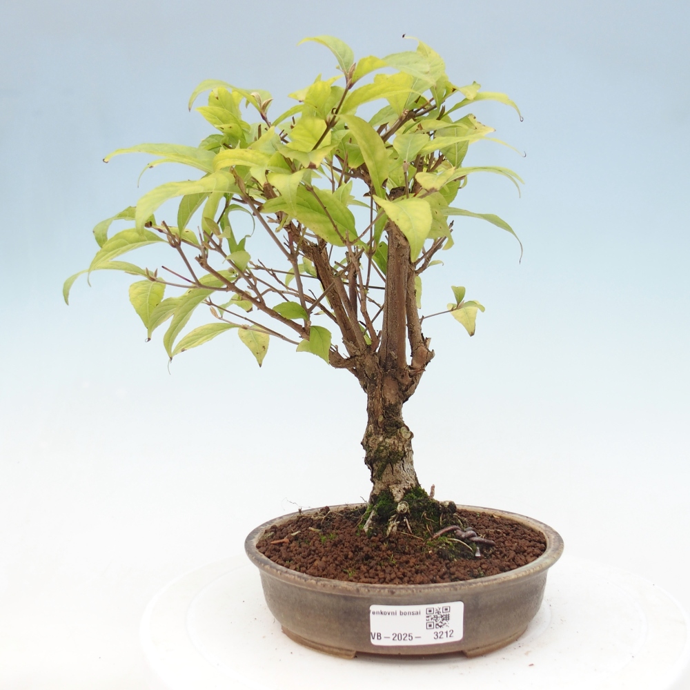 Bonsai im Freien - wunderschöne Pflanze - Callicarpa japonica