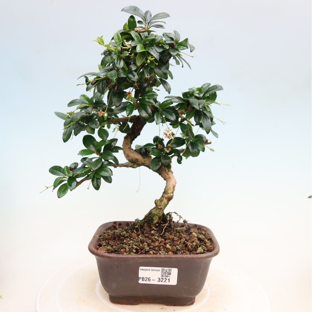 Zimmer-Bonsai - Carmona macrophylla - Tee-Fuki