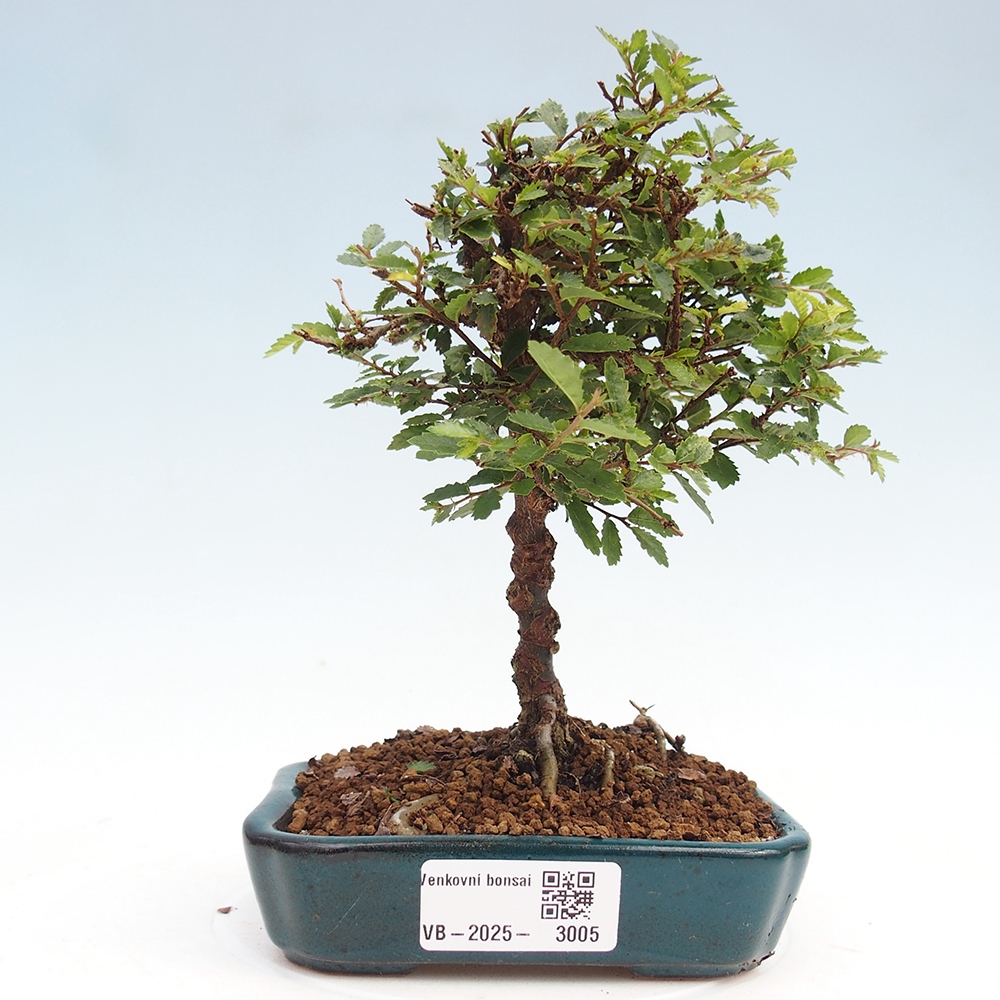 Bonsai im Freien - Ulmus parvifolia Sagei - Kleinblättrige Ulme