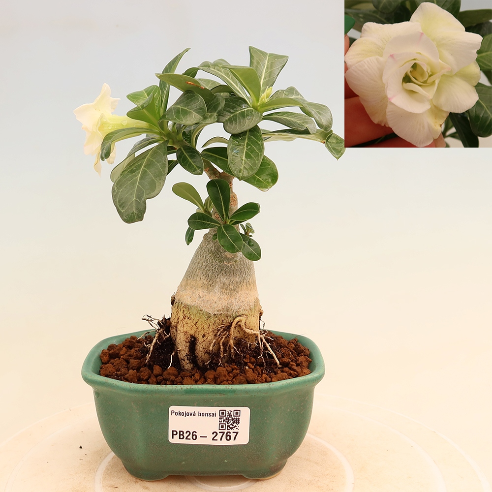Zimmerbonsai – Adenium obesum, veredelt, V.F.S.407 – Wüstenrose