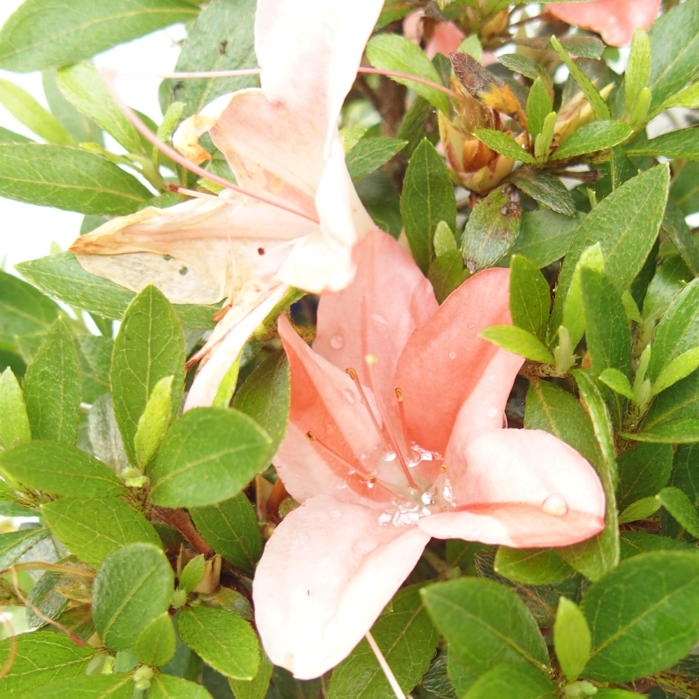 Bonsai im Freien - Japanische Azalee - Azalea Nikko