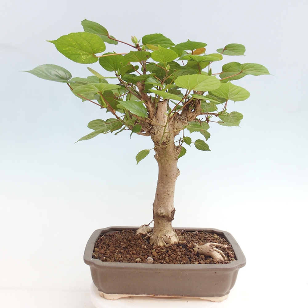 Zimmerbonsai - Hibiscus tiliaceus - Meereshibiskus