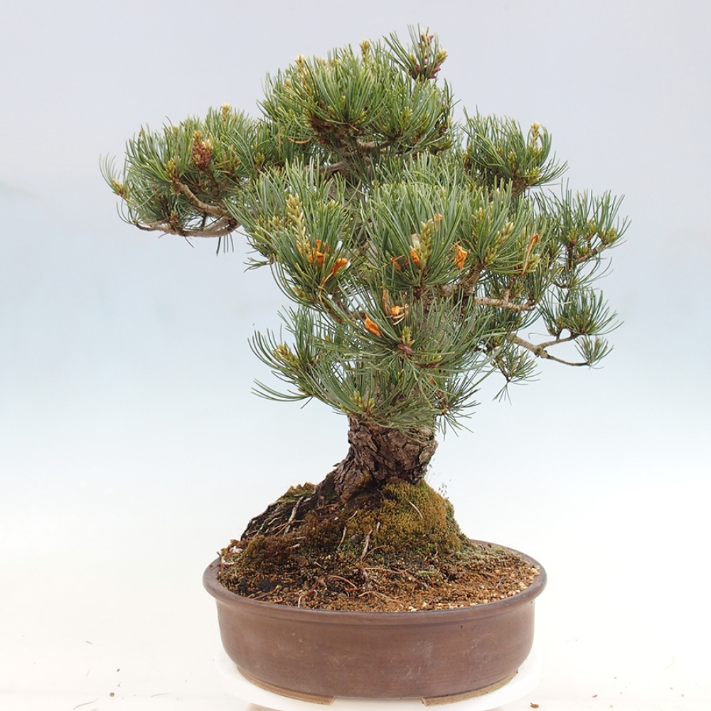 Bonsai für draußen - Pinus parviflora - Pinus parviflora
