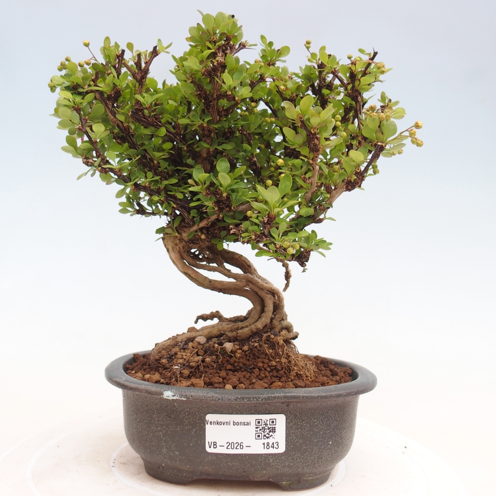 Bonsai für draußen - Berberis coreana