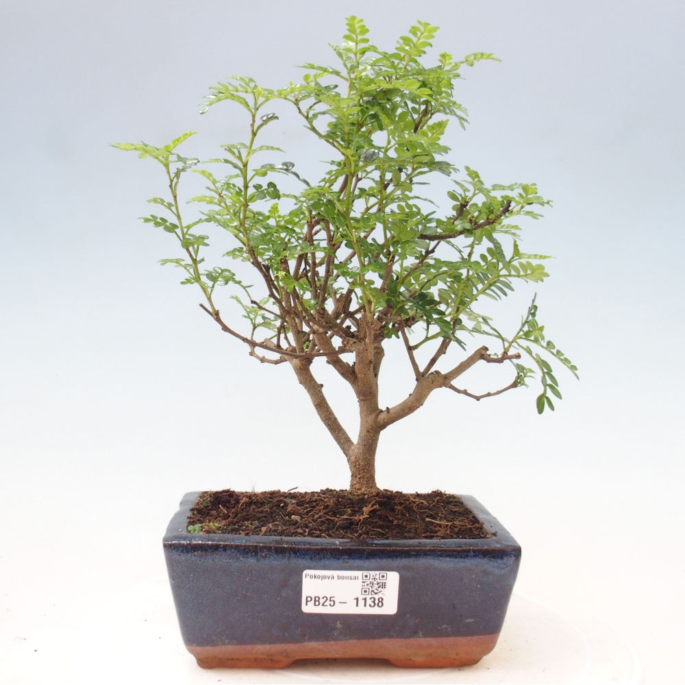Indoor-Bonsai - Zantoxylum piperitum - Pfefferminze