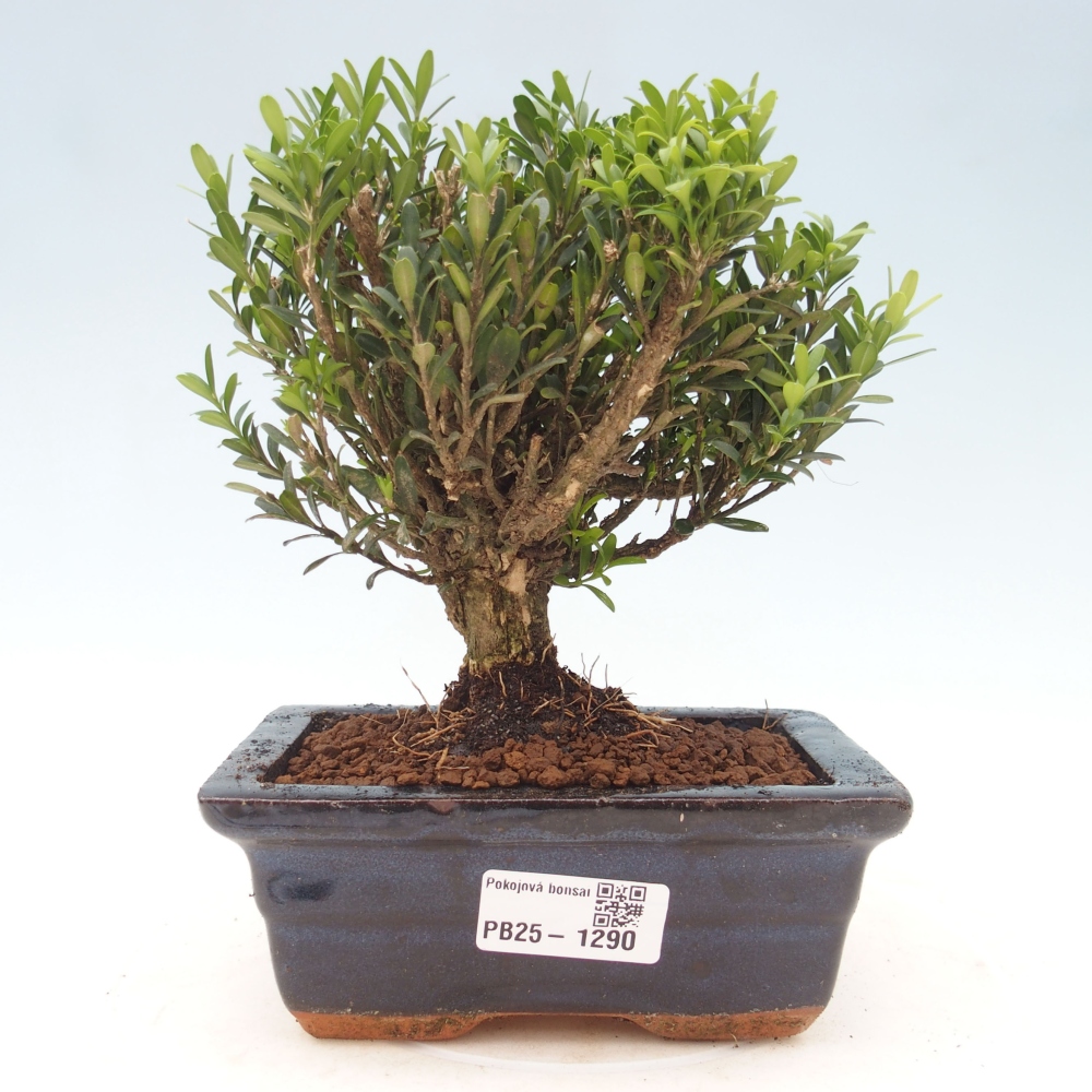 Zimmerbonsai - Buxus harlandii - Korkbuchsbaum