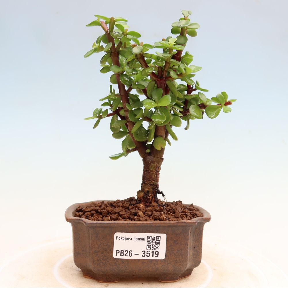Zimmer Bonsai - Portulakaria Afra - Tlustice