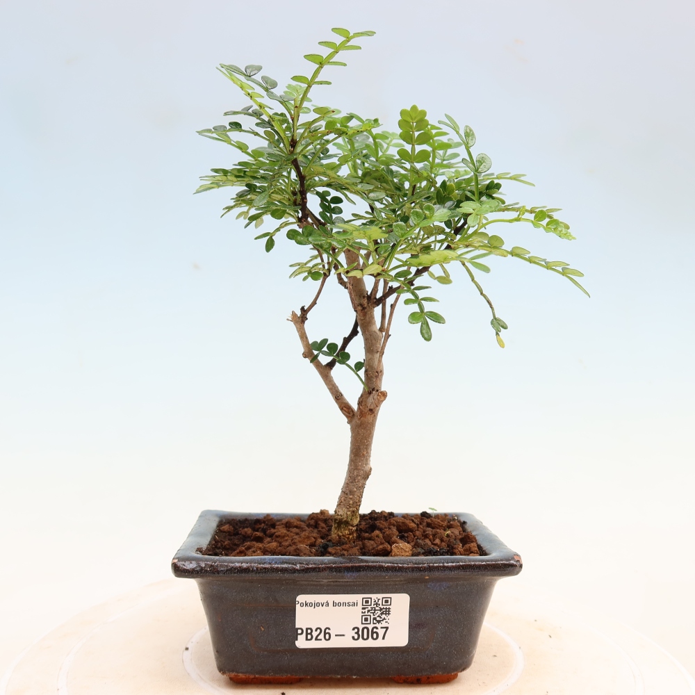 Zimmer Bonsai - Zantoxylum piperitum - Pfefferbaum