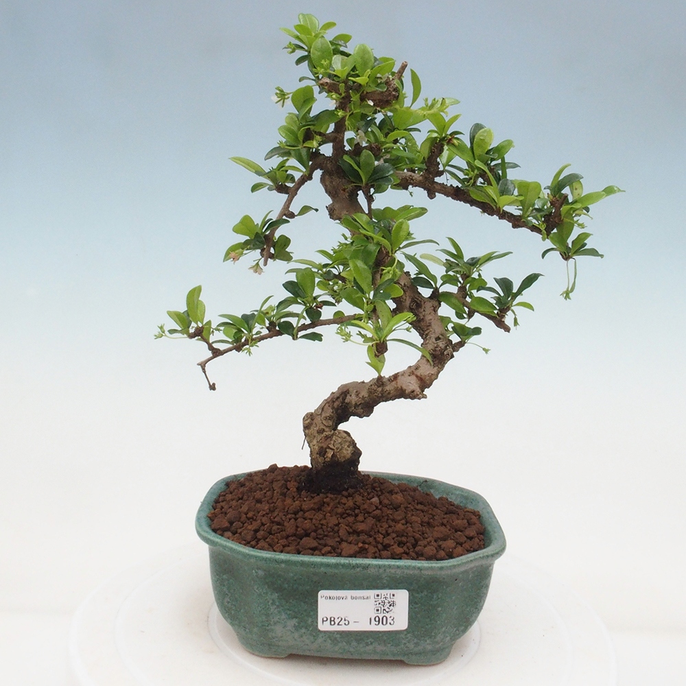 Zimmerbonsai - Carmona Macrophylla - Fuki-Tee