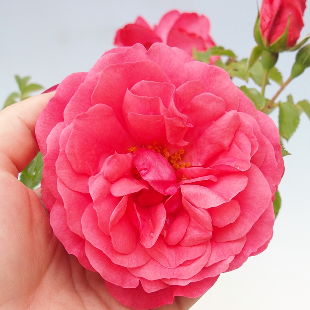 Freilandbonsai - Rosa Kordes -  Rose