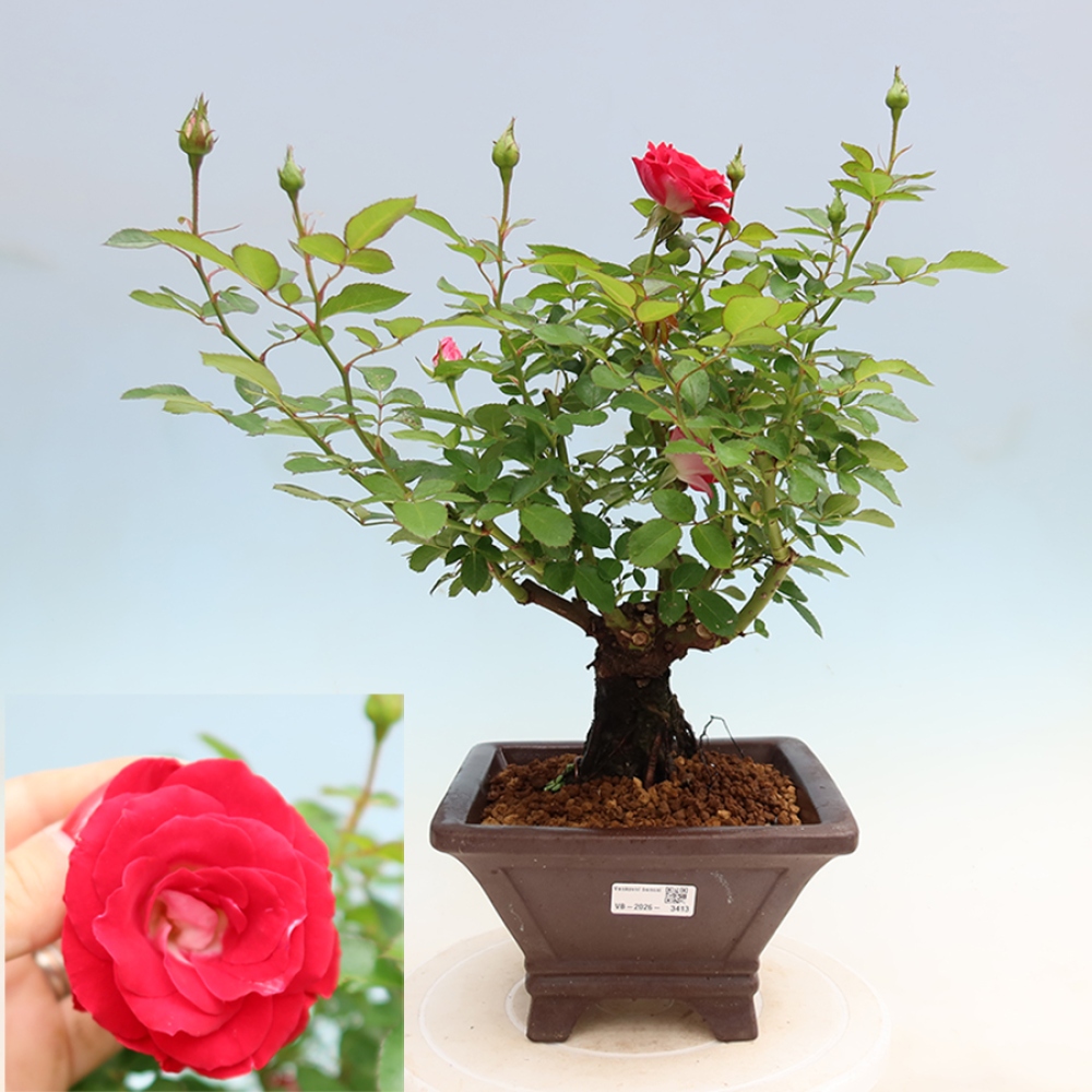 Bonsai für draußen - Rosa Kordes - Rose