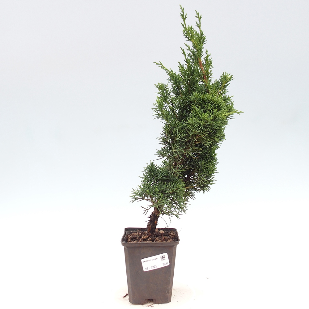 Outdoor-Bonsai - Juniperus chinensis Kishu - Chinesischer Wacholder