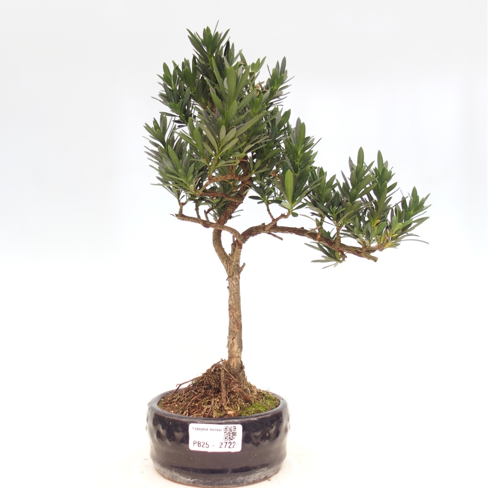 Indoor-Bonsai - Podocarpus - Stein tausend