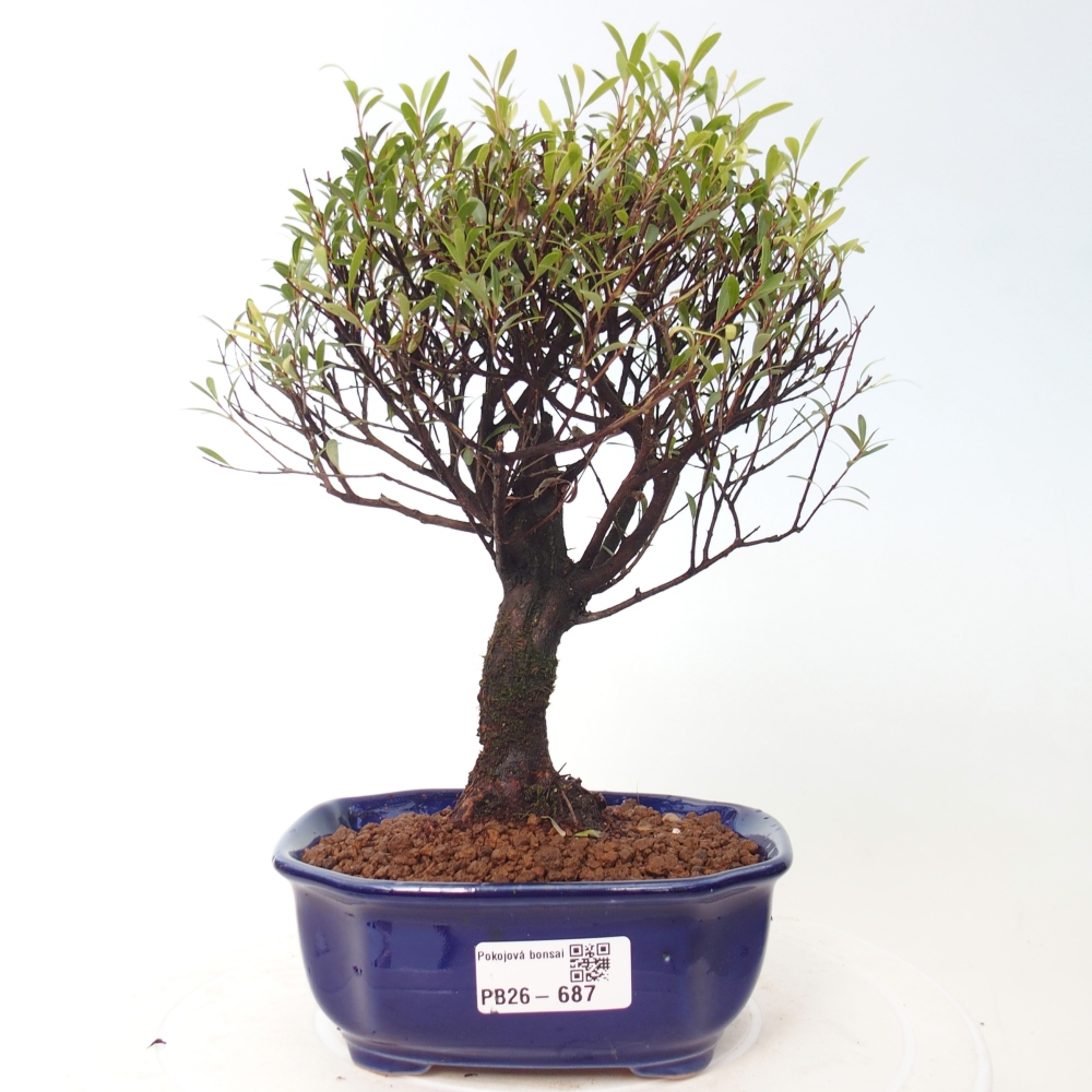 Zimmer Bonsai - Syzygium - Piment