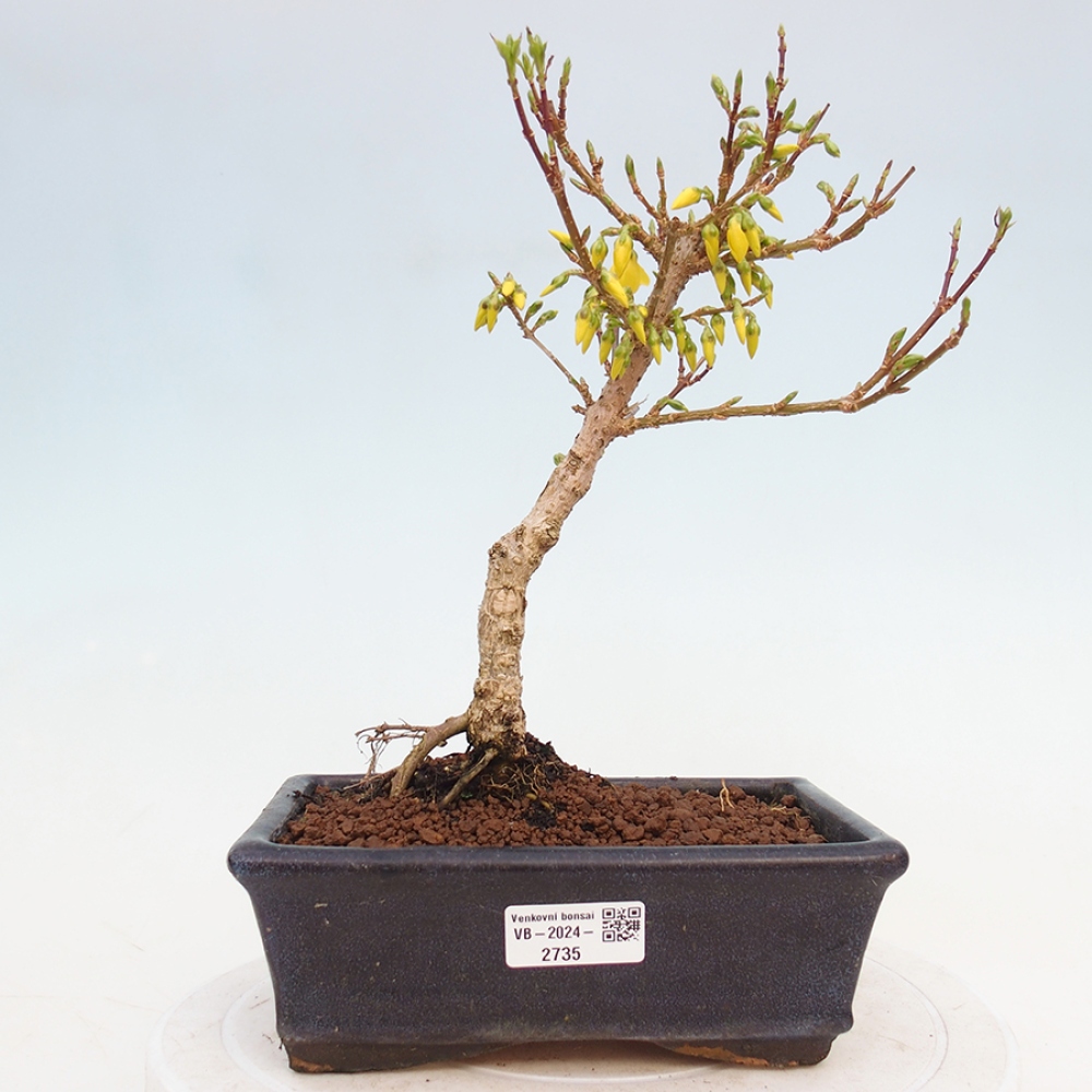 Bonsai im Freien - Forsythie - Forsythia intermedia 