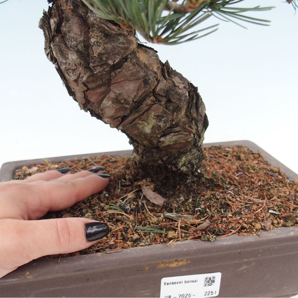 Bonsai im Freien - Pinus parviflora - kleine Kiefer