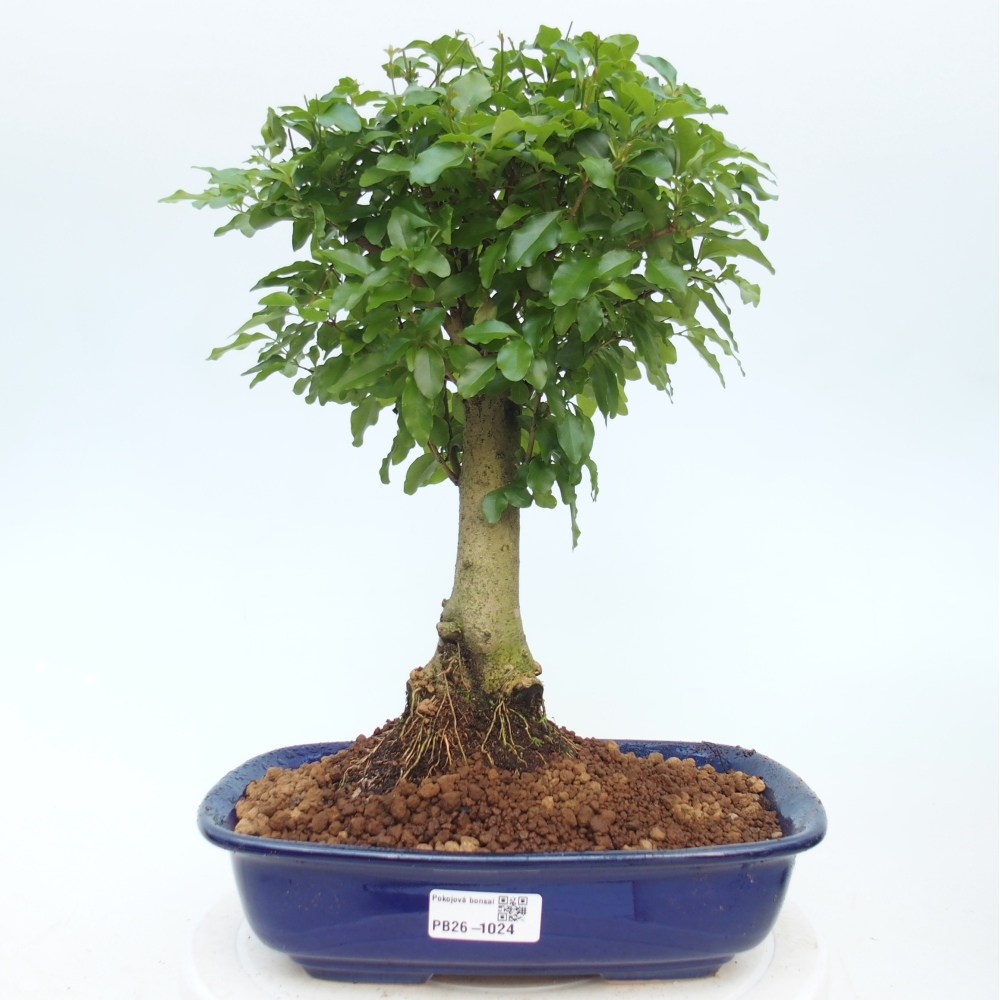 Zimmer Bonsai -Ligustrum chinensis - Vogelschnabel