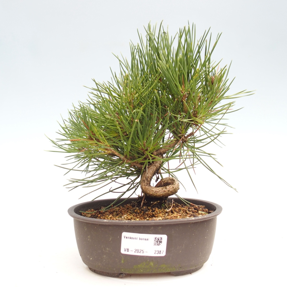 Bonsai im Freien - Pinus thunbergii - Thunbergia-Kiefer
