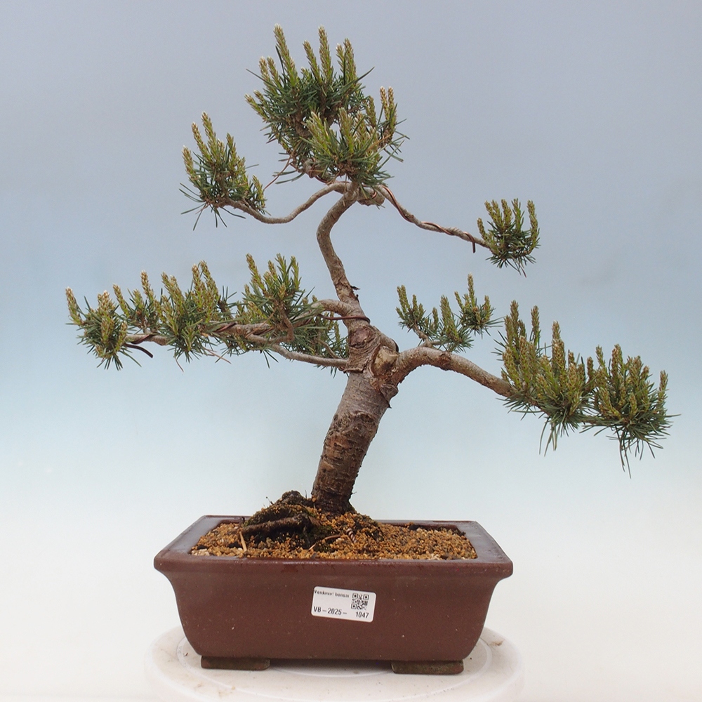Bonsai im Freien - Pinus Sylvestris - Waldkiefer