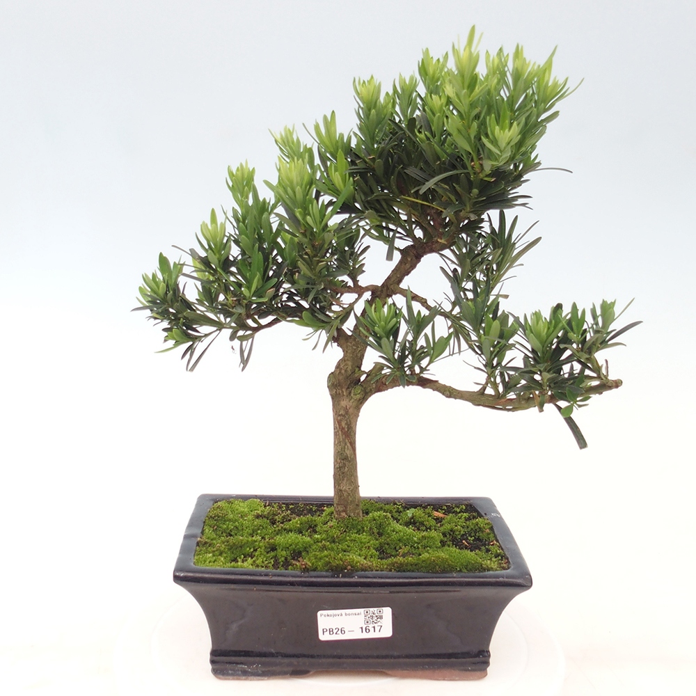 Zimmerbonsai - Podocarpus - Stein-Eibe
