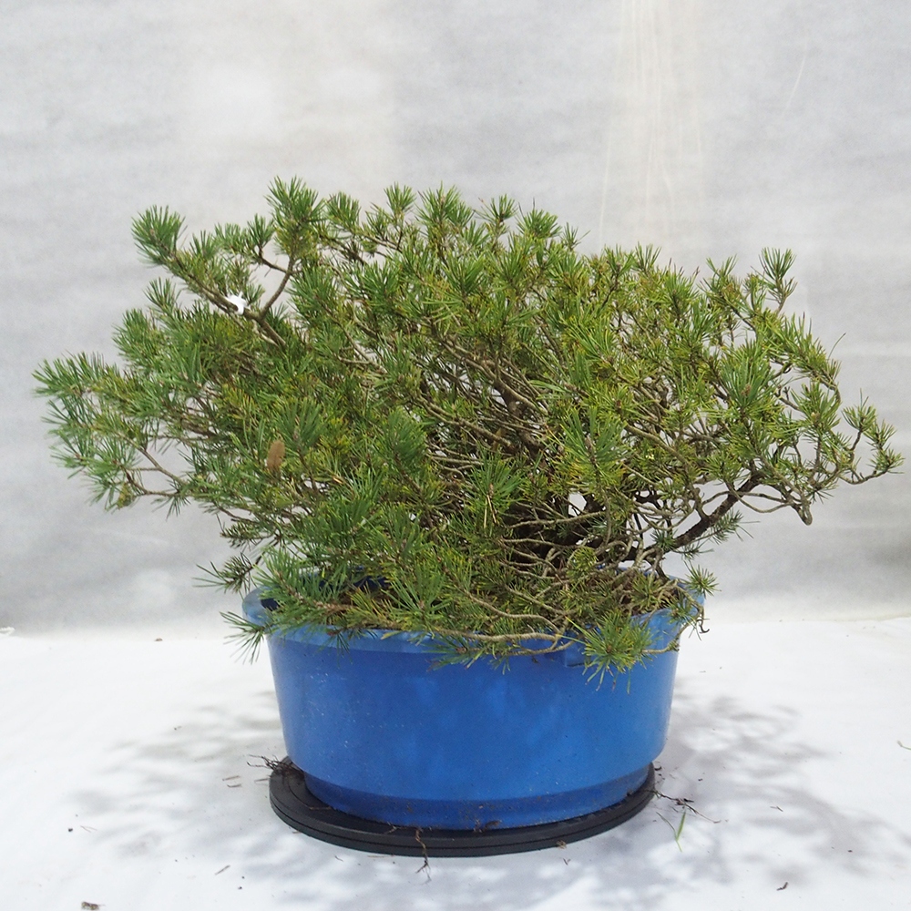 Yamadori - Pinus sylvestris 