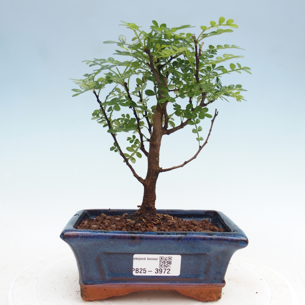 Zimmer Bonsai - Zantoxylum piperitum - Pfefferbaum
