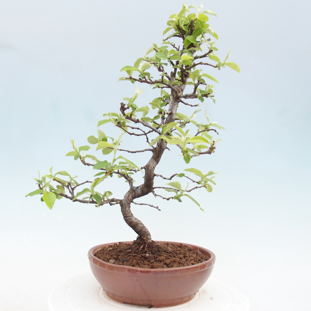 Bonsai für draußen - Chaneomeles chinensis