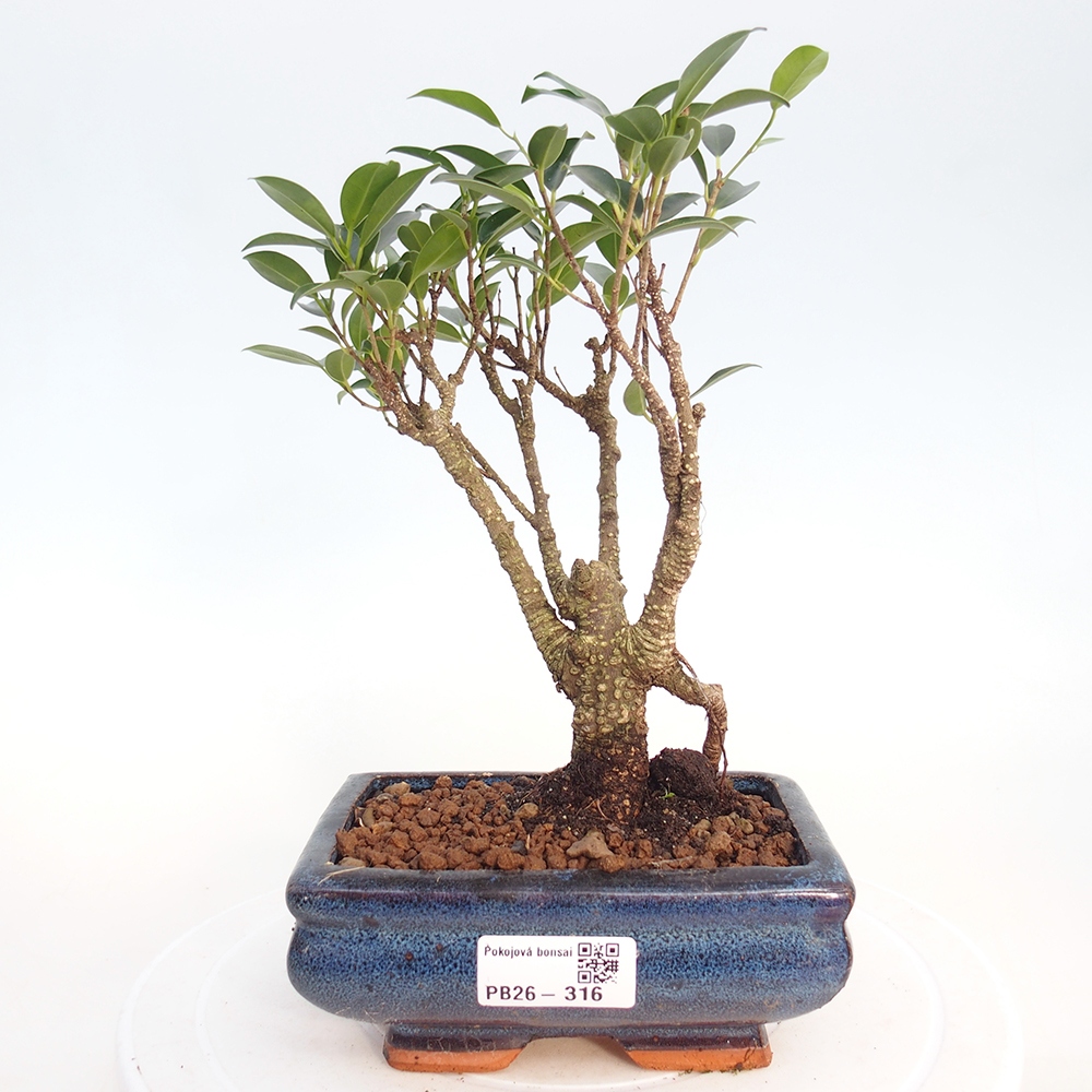Zimmerbonsai - Ficus retusa - Kleinblättriger Ficus