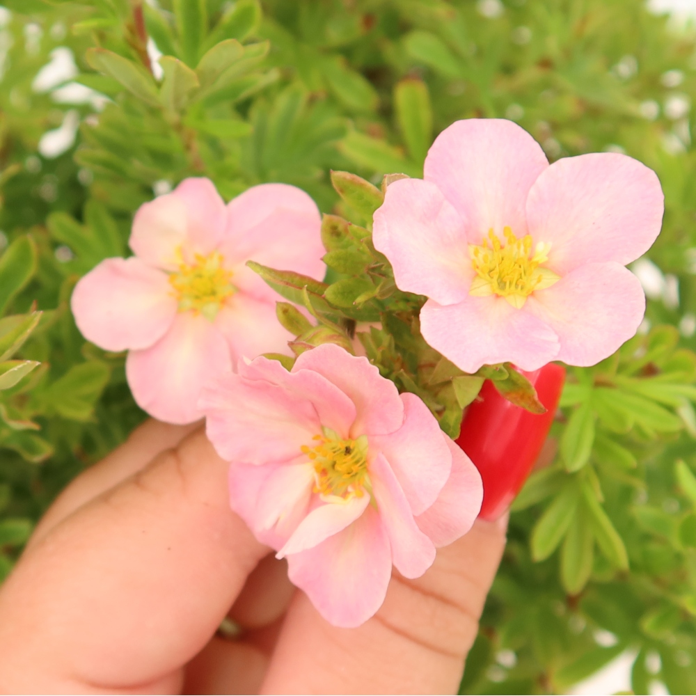 Bonsai für den Außenbereich – Strauch-Fingerkraut – Potentila fruticosa Bellissima
