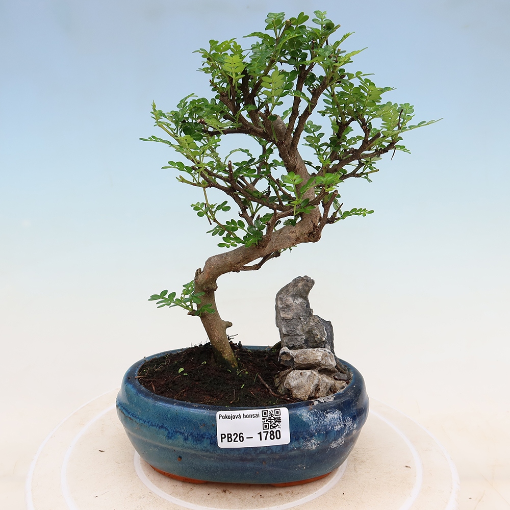 Zimmer Bonsai - Zantoxylum piperitum - Pfefferbaum