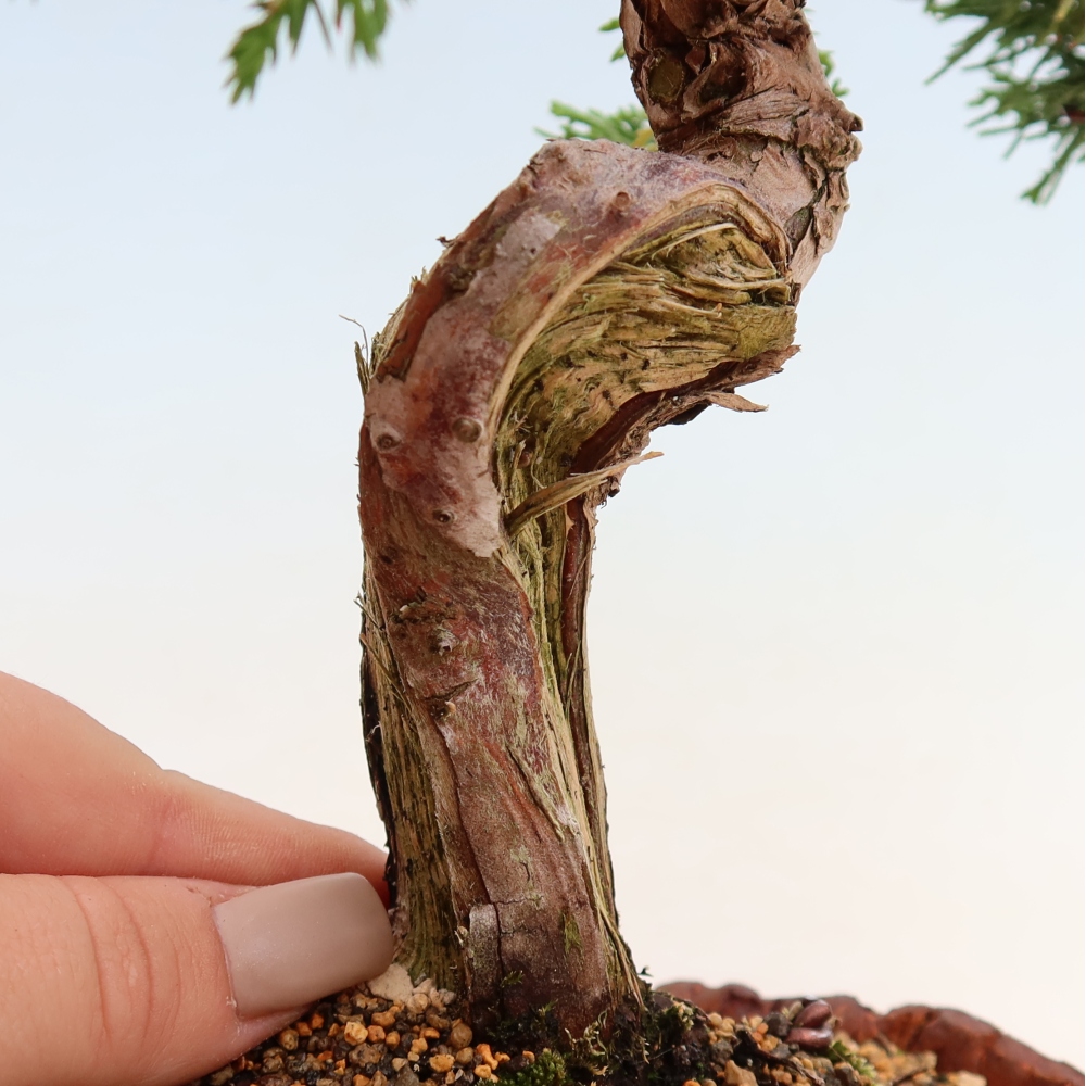Bonsai für draußen - Juniperus chinensis Itoigawa-Juniperus chinensis