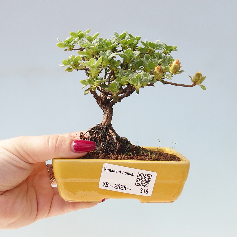 Outdoor-Bonsai - Rododendron indicum - Japanische Azalee