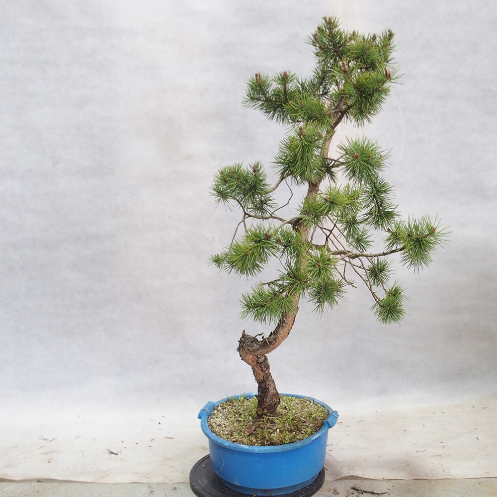 Yamadori - Pinus sylvestris 