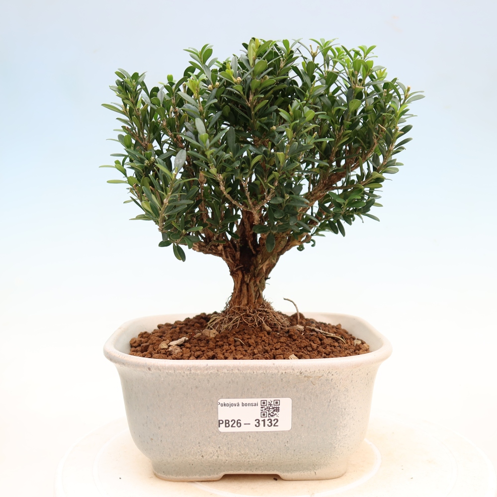 Zimmer Bonsai - Buxus harlandii - Korkbuxus
