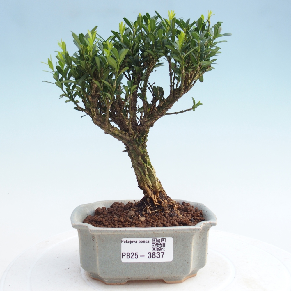 Zimmer Bonsai - Buxus harlandii - Korkbuxus